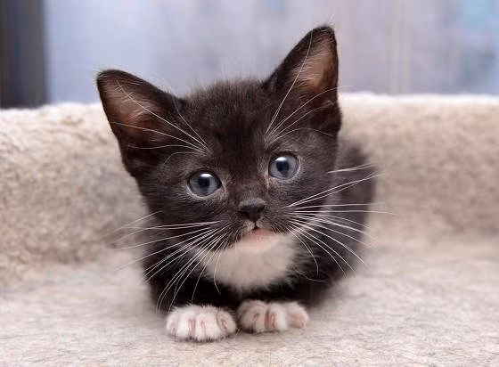 Nói đoạn cảm ơn cô chủ vì bữa ăn và thản nhiên bước đi để lại cô chủ ngượng chín cả mặt. Mời quý độc giả xem video: Ý nghĩa những phong tục ngày Tết Việt | VTC1.