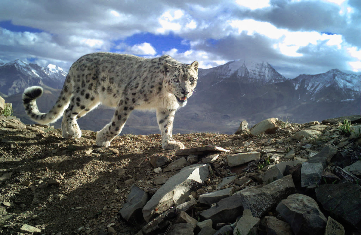 Loài mèo này được xem là biểu tượng quốc gia của Pakistan. Ở Liên Xô cũ, Huân chương Báo tuyết được tặng cho những nhà leo núi Xô-viết nào đã từng leo tới đỉnh của tất cả năm đỉnh cao trên 7.000 mét của đất nước này. Ảnh: Snow Leopard Trust.