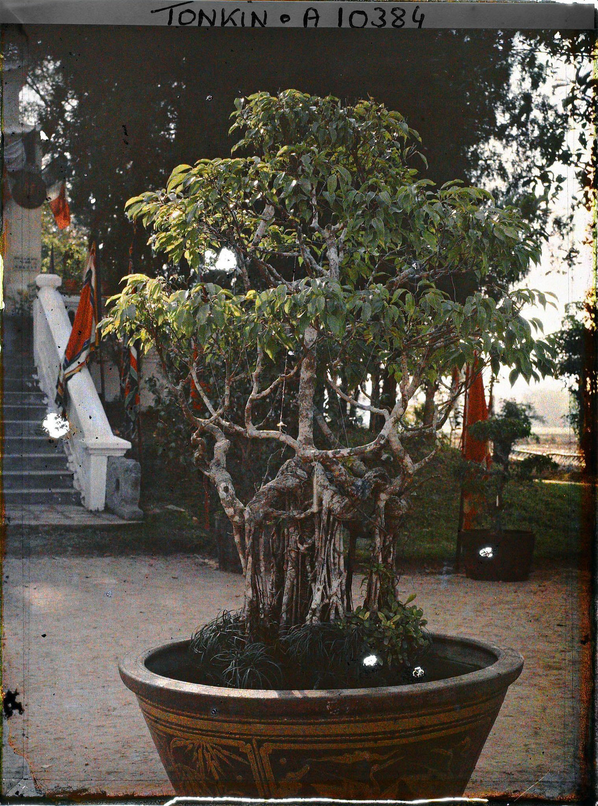 Một cây sanh dáng vẻ cổ quái.