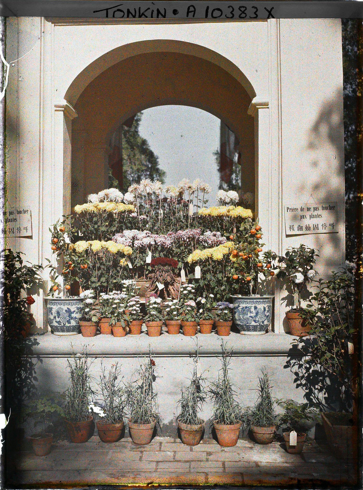 Hoa cảnh các loại được trưng bày tại một triển lãm ở Hà Nội dịp giáp Tết Nguyên Đán khoảng năm 1915. Trên cột có gắn biển "Xin đừng chạm vào cây" bằng tiếng Pháp và tiếng Hoa. Ảnh: Léon Busy / Collections.albert-kahn.hauts-de-seine.fr.