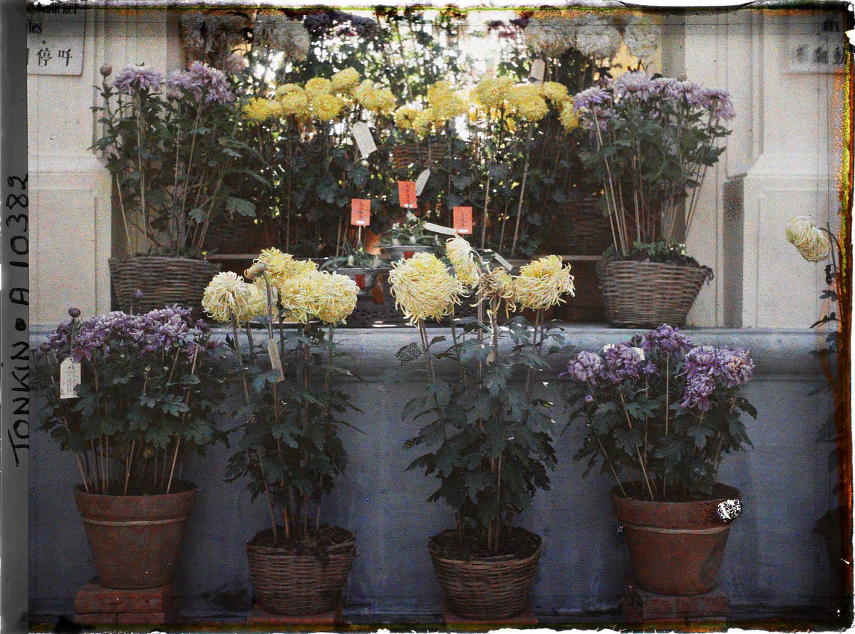 Hoa cúc đủ màu sắc và kiểu dáng chiếm vị trí trang trọng tại triển lãm.