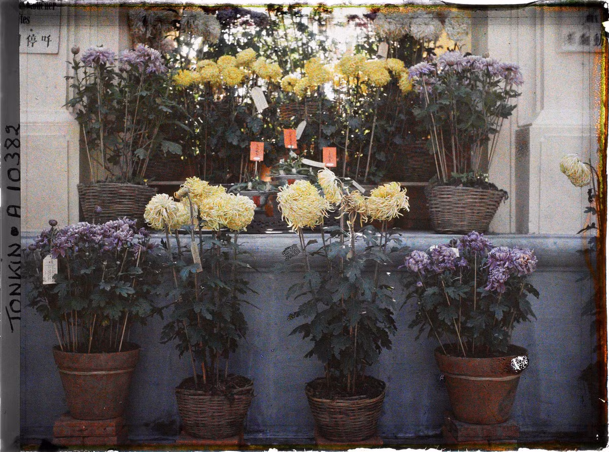 Hoa cúc đủ màu sắc và kiểu dáng chiếm vị trí trang trọng tại triển lãm.