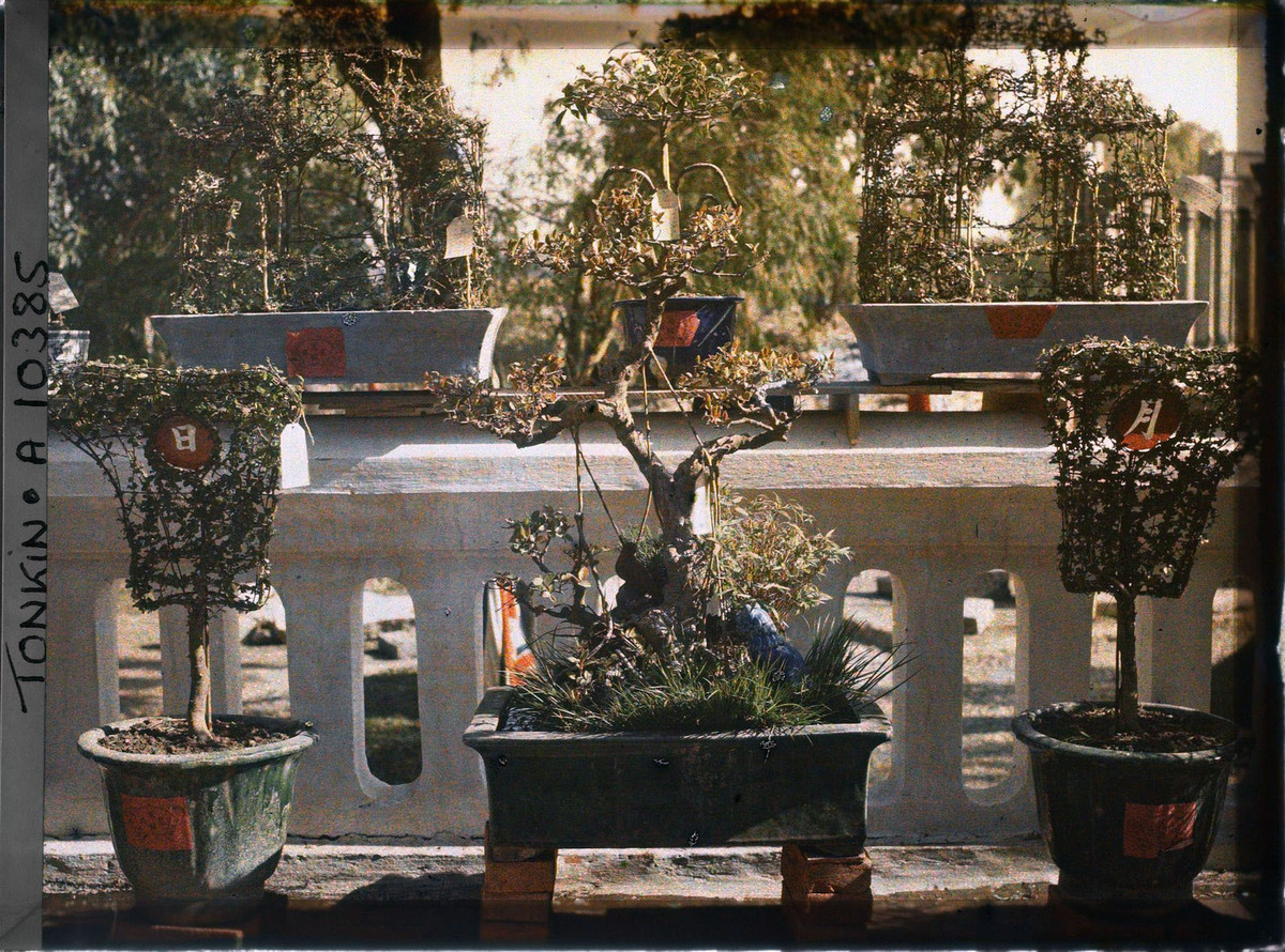 Một chậu bonsai được đặt giữa hai cây cảnh được tạo hình giống chiếc quạt.