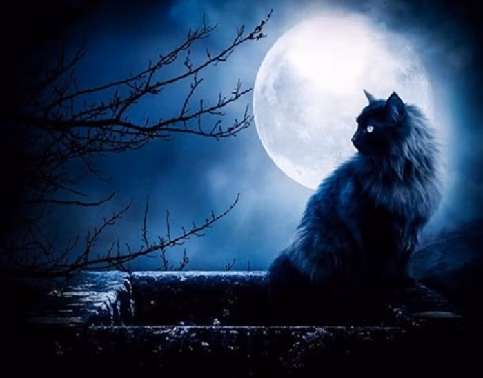 Cụ thể, người vừa chết trong cơ thể vẫn giữ một luồng điện tích trong cơ thể. Luồng điện ấy, khi gặp hấp lực của một luồng điện trái dấu (con mèo) có thể dẫn đến cảm ứng điện trường.