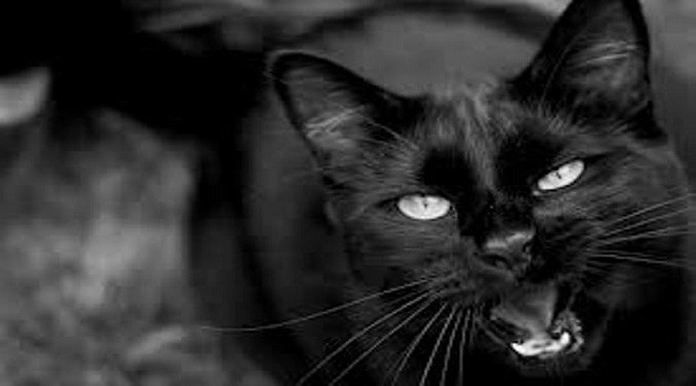 Vì hiện tượng kỳ lạ này là sự hội tụ của rất nhiều yếu tố khác nhau, như mức độ cứng, tư thế của xác chết, nhiệt độ, độ ẩm, độ tích điện phù hợp của bộ lông mèo... Mời quý độc giả xem video: Ý nghĩa những phong tục ngày Tết Việt | VTC1.