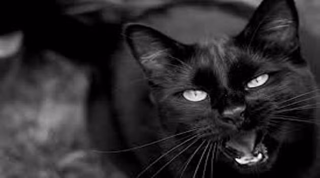 Vì hiện tượng kỳ lạ này là sự hội tụ của rất nhiều yếu tố khác nhau, như mức độ cứng, tư thế của xác chết, nhiệt độ, độ ẩm, độ tích điện phù hợp của bộ lông mèo... Mời quý độc giả xem video: Ý nghĩa những phong tục ngày Tết Việt | VTC1.