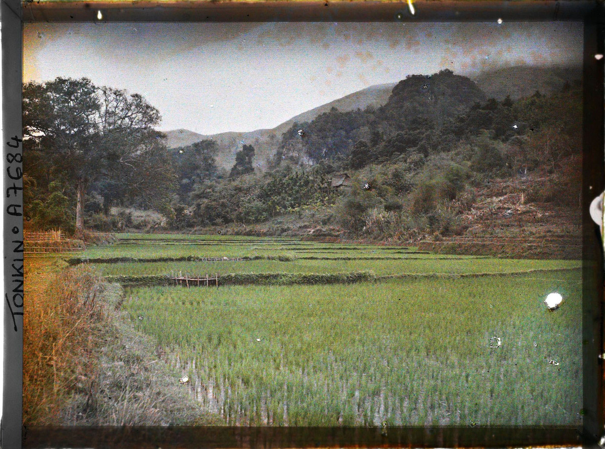 Ruộng lúa của đồng bào dân tộc Mường.