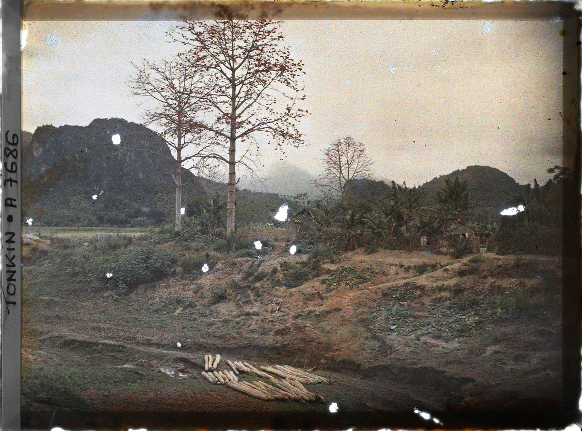 Những cây gạo nở hoa đỏ rực bên ngoài một ngôi làng ở Hòa Bình.