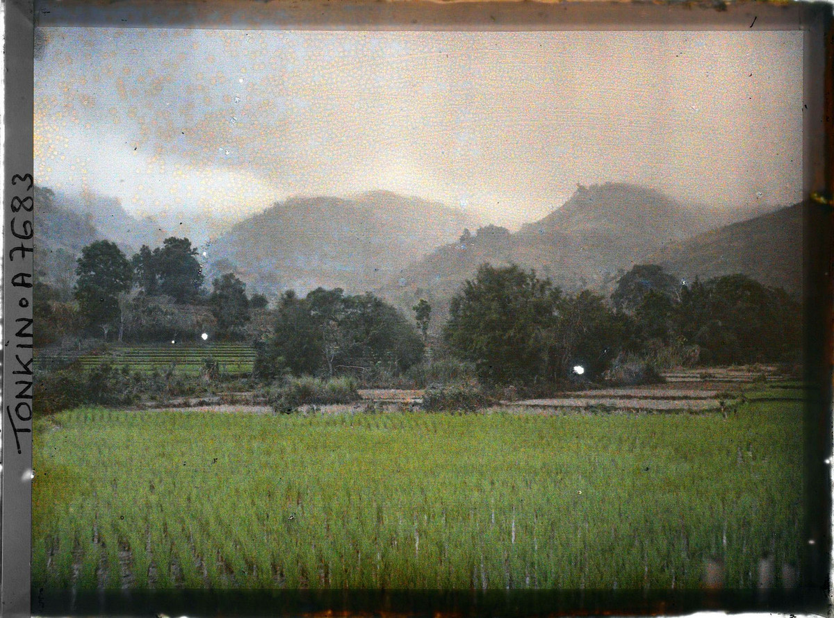 Những thửa ruộng bậc thang thấp thoáng phía xa.