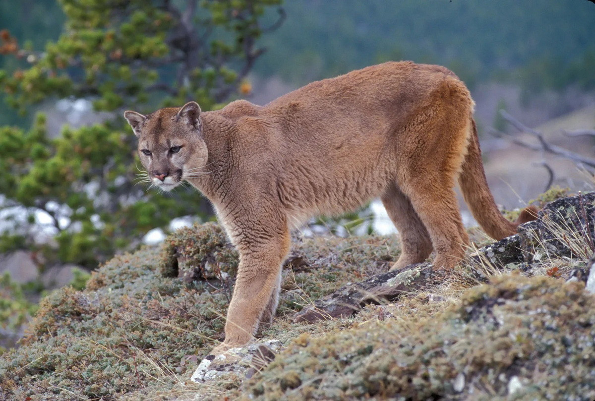  Báo sư tử (Puma concolor). Kích thước: Thân dài 1,2-1,8 mét, nặng 55-100 kg. Khu vực phân bố: Rộng khắp châu Mỹ, từ Nam Canada đến Chile. Tình trạng bảo tồn trong Sách Đỏ IUCN: Ít quan tâm. Ảnh: Encyclopedia Britannica.