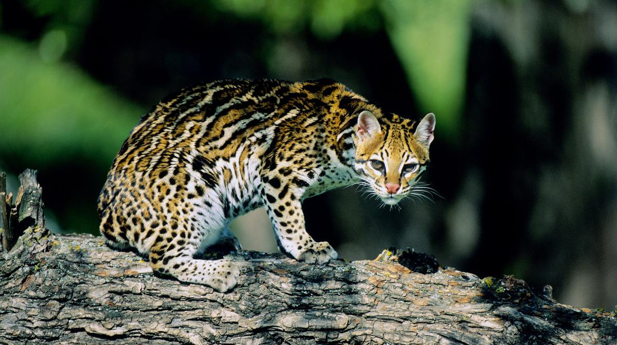 Mèo gấm Ocelot (Leopardus pardalis). Kích thước: Thân dài 68–100 cm, nặng 8–16 kg. Khu vực phân bố: Rộng khắp Trung Mỹ và phía Bắc của Nam Mỹ. Tình trạng bảo tồn trong Sách Đỏ IUCN: Ít quan tâm. Ảnh: National Geographic en Español.