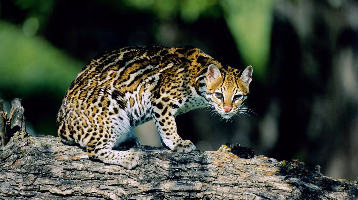  Mèo gấm Ocelot (Leopardus pardalis). Kích thước: Thân dài 68–100 cm, nặng 8–16 kg. Khu vực phân bố: Rộng khắp Trung Mỹ và phía Bắc của Nam Mỹ. Tình trạng bảo tồn trong Sách Đỏ IUCN: Ít quan tâm. Ảnh: National Geographic en Español.