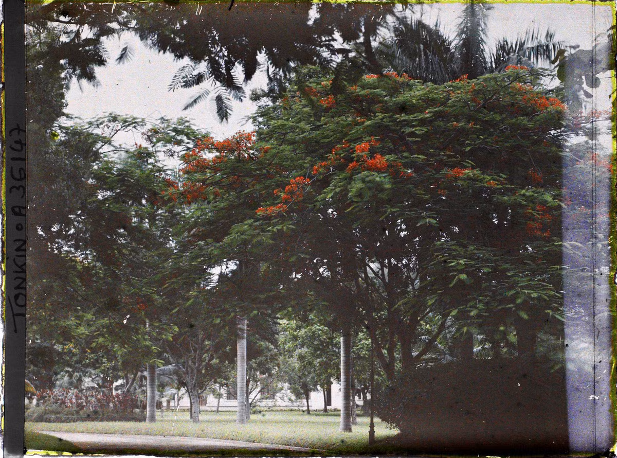 Cây phượng vĩ nở hoa rực rỡ trong vườn Bách Thảo năm 1921.