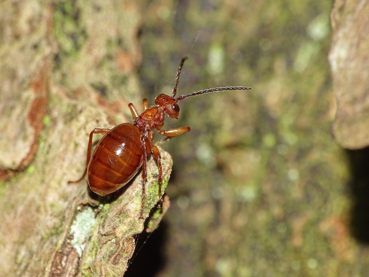 Tò vò mụn quả táo trên lá sồi (Biorhiza pallida) dài 5-7 mm, được ghi nhận ở lục địa Á - Âu. Loài ong không cánh này đẻ trứng trong chồi cây sồi, tạo thành những nốt sần lớn.