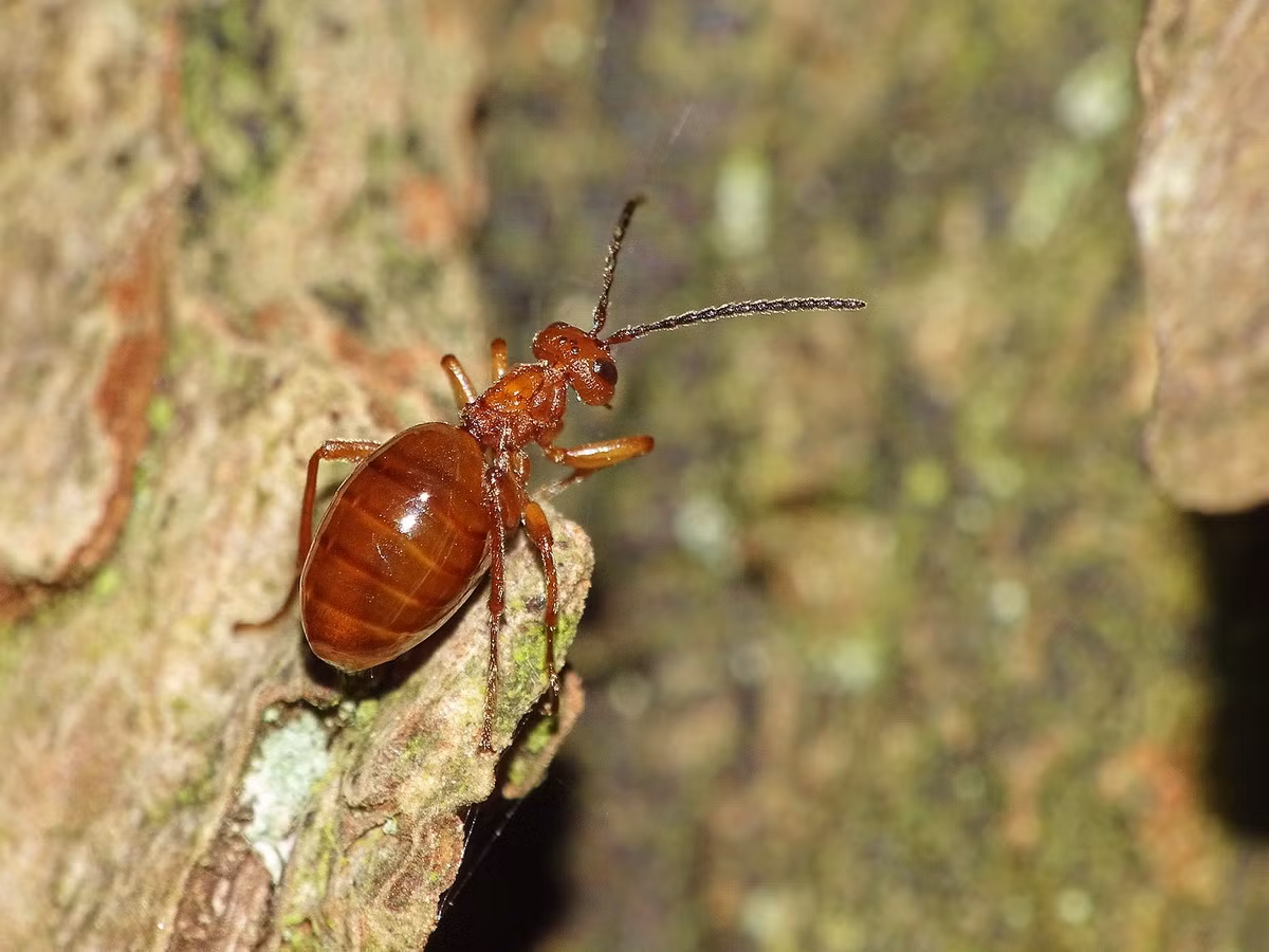 Tò vò mụn quả táo trên lá sồi (Biorhiza pallida) dài 5-7 mm, được ghi nhận ở lục địa Á - Âu. Loài ong không cánh này đẻ trứng trong chồi cây sồi, tạo thành những nốt sần lớn.