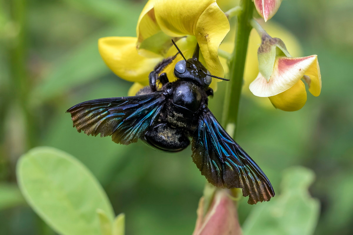 Ong bầu lớn (Xylocopa latipes) dài 3-3,5 cm, phân bố rộng khắp Đông Nam Á. Loài ong lớn này đào các hốc tổ trong cành cây hoặc các khúc gỗ và cột gỗ.