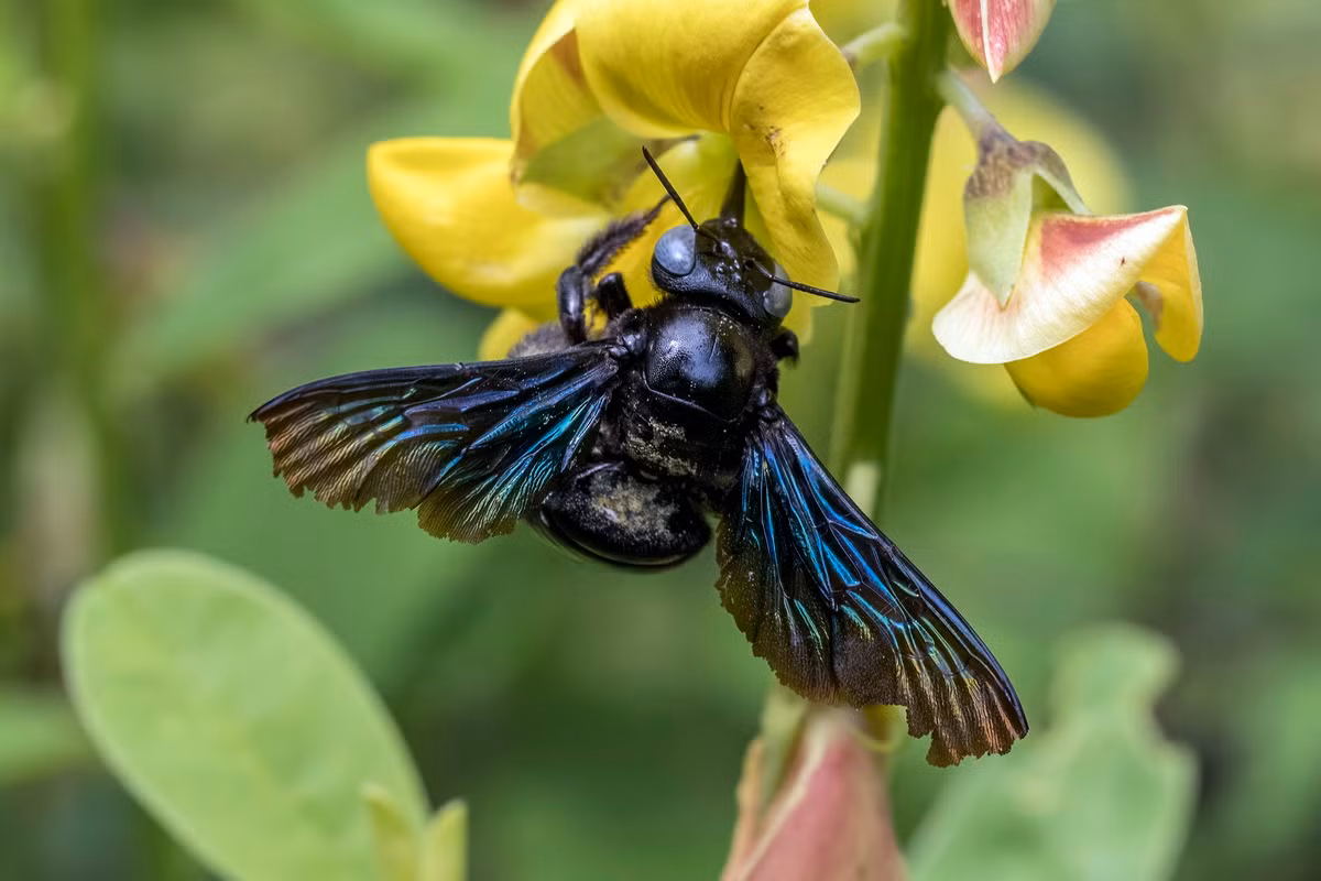 Ong bầu lớn (Xylocopa latipes) dài 3-3,5 cm, phân bố rộng khắp Đông Nam Á. Loài ong lớn này đào các hốc tổ trong cành cây hoặc các khúc gỗ và cột gỗ.