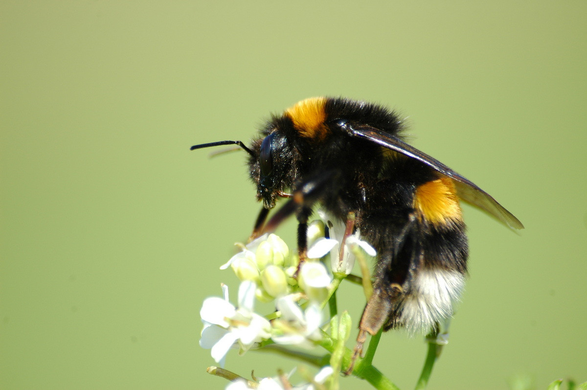 Ong đất (Bombus terrestris) dài 2,3-2,5 cm, sống ở Trung, Nam Âu và Bắc Phi. Loài ong có tập tính xã hội cao này có vai trò quan trọng trong việc thụ phấn cho cây trồng. Chúng đã du nhập vào nhiều khu vực khác.