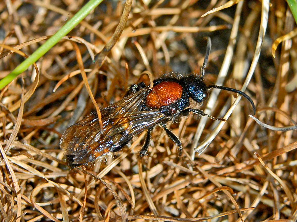 Ong lông nhung (Mutilla europaea) dài 1,1-1,7 cm, được ghi nhận ở châu Âu. Loài ong này sống ở các khu vực có cát và đồng cỏ gồ ghề. Con cái của chúng không có cánh, ấu trùng ăn ấu trùng ong nghệ.