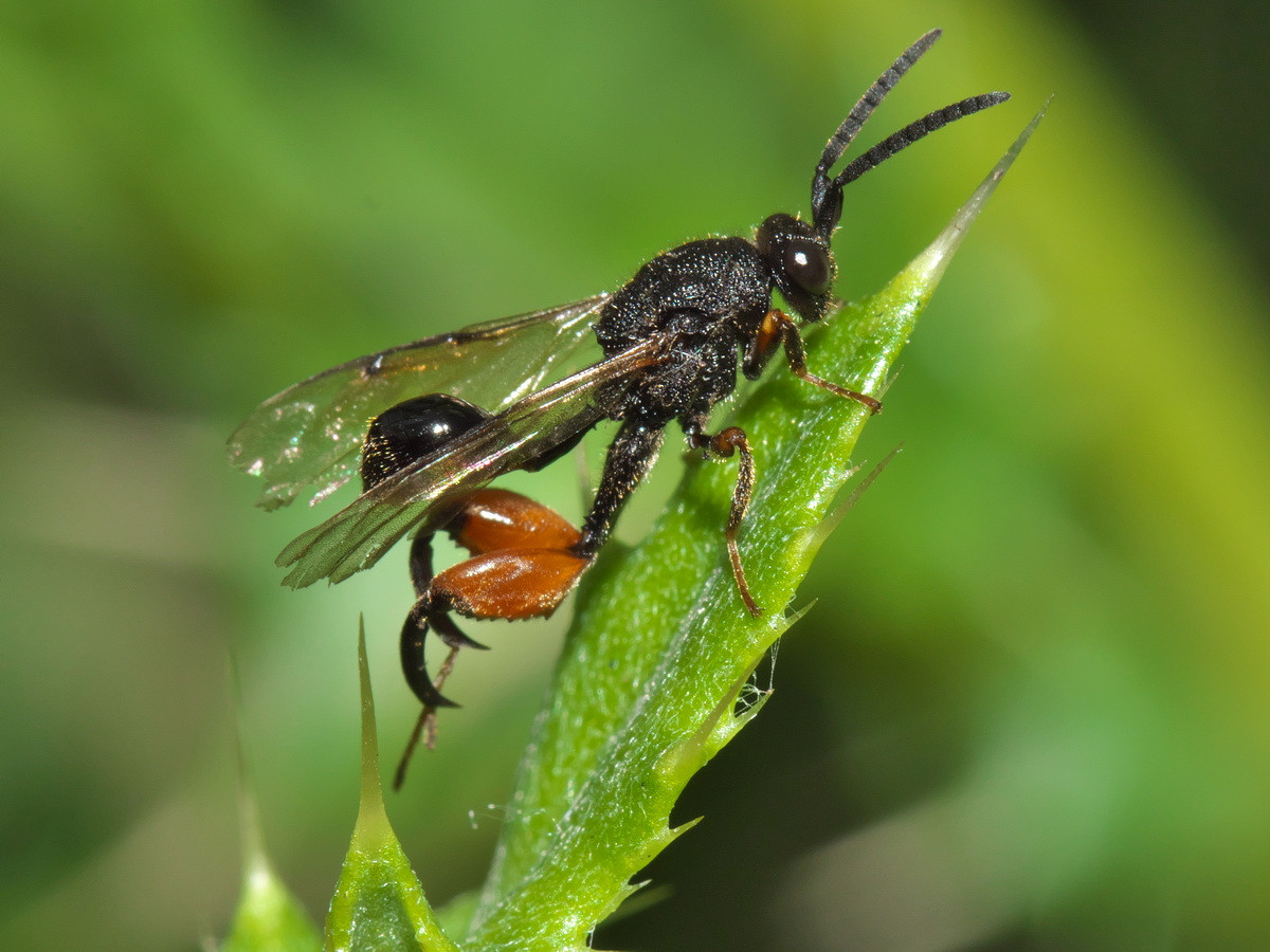 Ong đùi to (Chalcis sispes) dài 1-1,2 cm, phân bố ở châu Âu và một số khu vực của châu Á. Hai chi sau của loài ong này có hình dạng bất thường so với các loài ong khác.