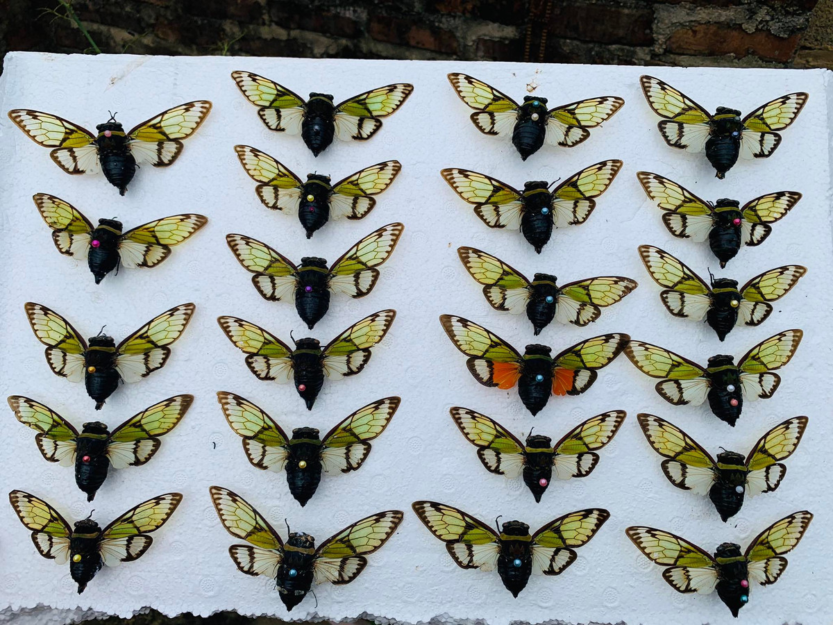 Bat con trung ve lam thu nay, 9x ban gia ca trieu dong-Hinh-2