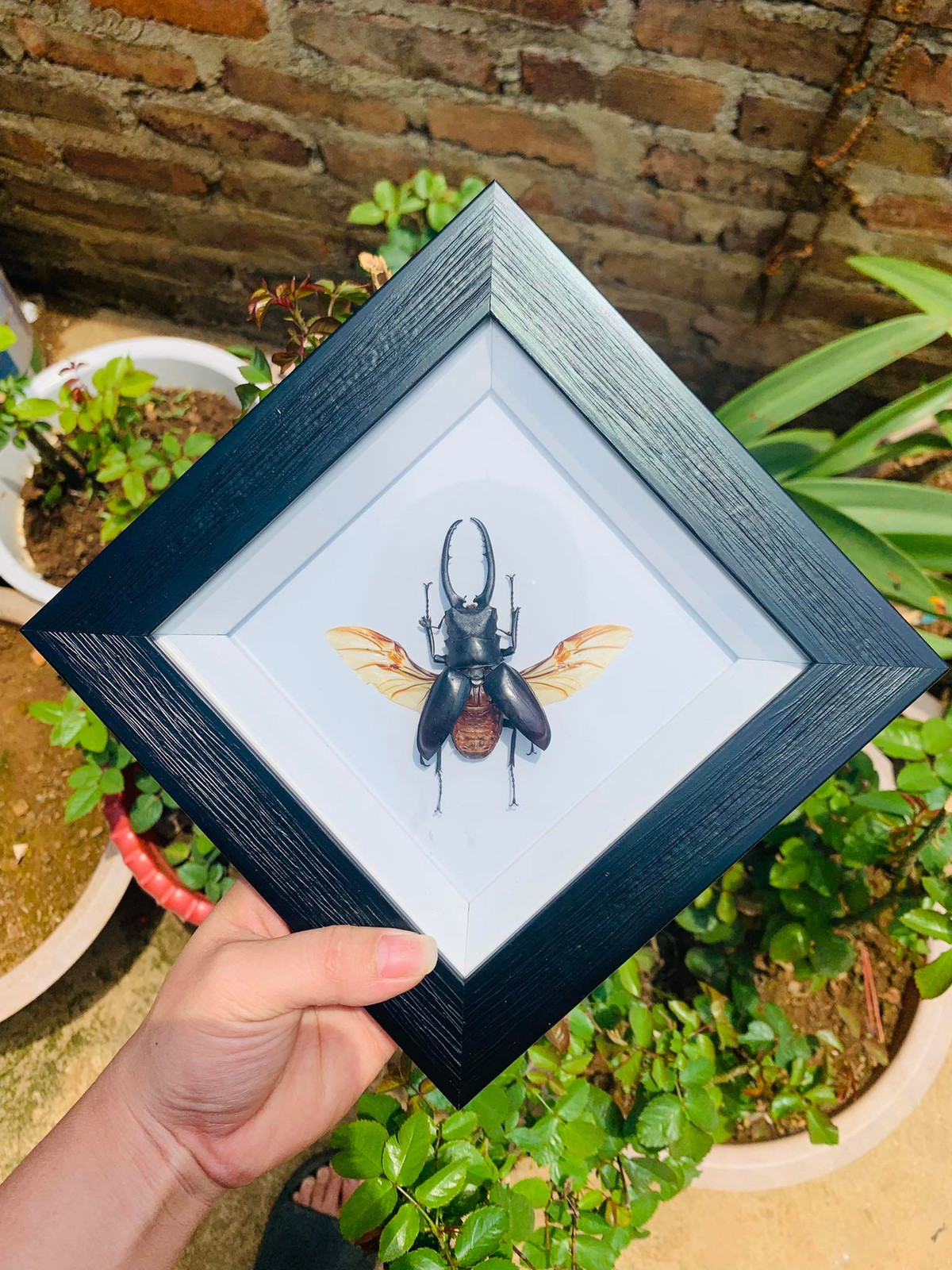 Bat con trung ve lam thu nay, 9x ban gia ca trieu dong-Hinh-3