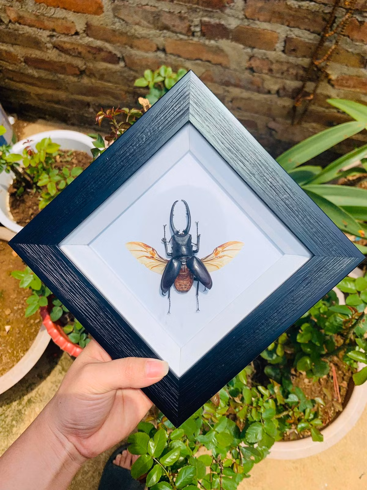 Bat con trung ve lam thu nay, 9x ban gia ca trieu dong-Hinh-3