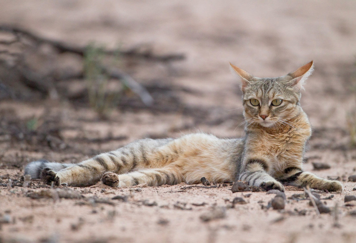Trong tự nhiên, mèo rừng châu Phi có phạm phân vi phân bố rộng và số lượng còn nhiều. Trong Sách Đỏ IUCN, chúng được xếp vào diện Ít quan tâm. Ảnh: Christian Jakimowitsch.
