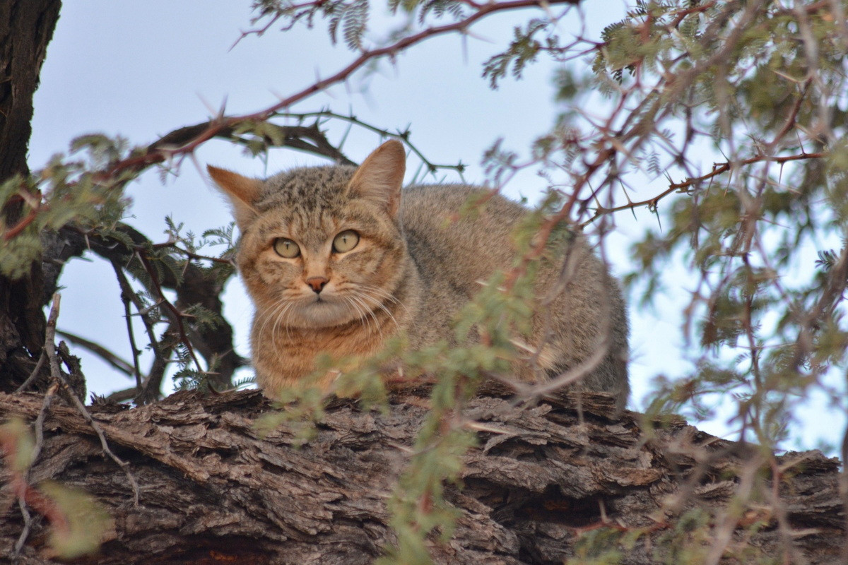 Thời gian mang thai của mèo rừng cái kéo dài từ 56 đến 60 ngày. Chúng chủ yếu sinh từ một đến ba chú mèo con vào mùa mưa và ấp áp. Đôi khi mèo mẹ sinh tới năm chú mèo con. Ảnh: iNaturalist.