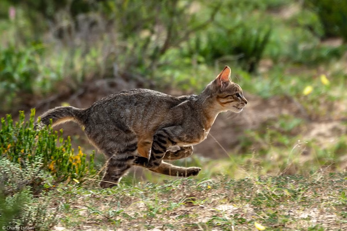 Vào ban ngày, mèo rừng châu Phi thường ẩn nấp và nghỉ ngơi trong các bụi rậm. Chúng chủ yếu hoạt động vào lúc hoàng hôn và đêm tối. Ảnh: Africa Geographic.