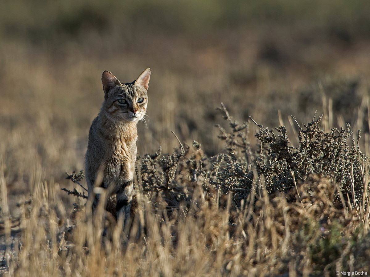 Mèo con mở mắt sau khoảng 10–14 ngày và có thể di chuyển khi được một tháng tuổi. Khi được khoảng ba tháng tuổi, chúng bắt đầu học các kỹ thuật săn mồi từ mẹ. Chúng tự lập khi được khoảng sáu tháng tuổi. Ảnh: Africa Geographic.