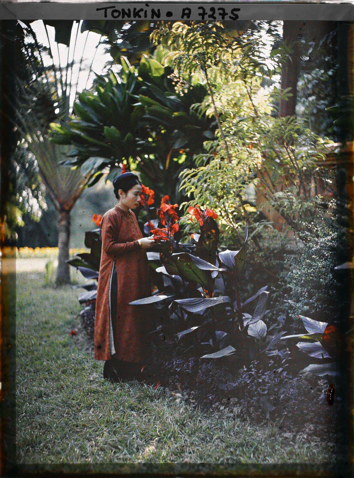 Trong bức này, người mẫu thay áo dài màu cam, tạo dáng bên hoa.