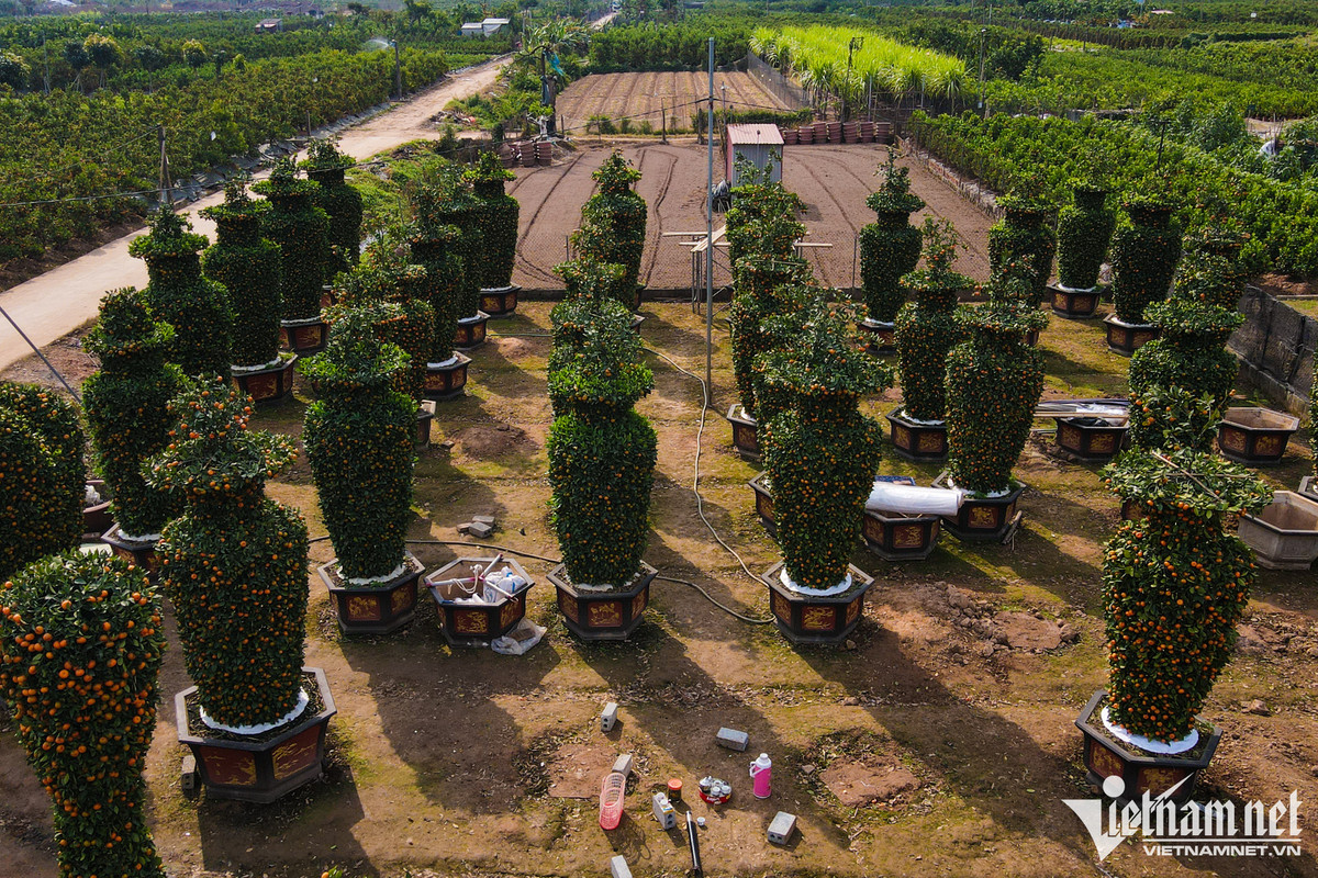 Còn 3 tuần nữa đến Tết Quý Mão 2023, anh Nguyễn Văn Thạnh (huyện Văn Giang, tỉnh Hưng Yên) tất bật chăm sóc vườn quất của nhà với nhiều hình dáng độc lạ như lục bình, trái tim nhằm tạo sự mới mẻ phục vụ nhu cầu của khách hàng.