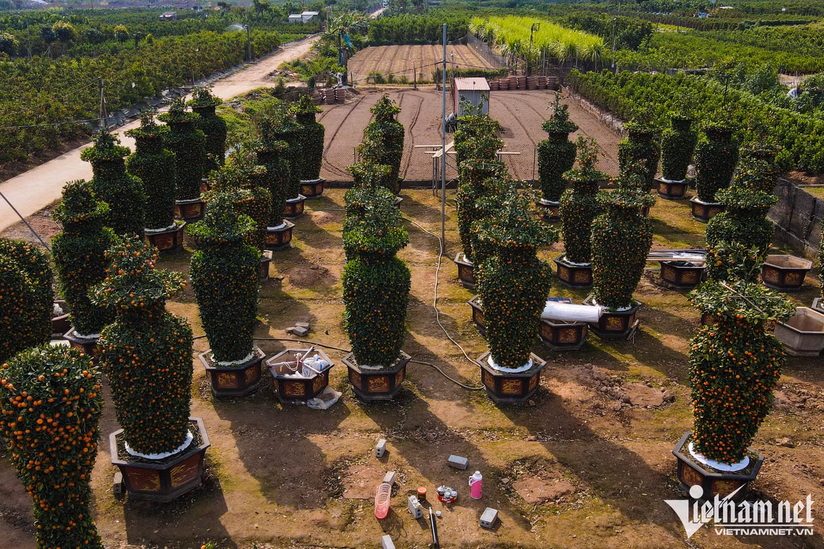 Còn 3 tuần nữa đến Tết Quý Mão 2023, anh Nguyễn Văn Thạnh (huyện Văn Giang, tỉnh Hưng Yên) tất bật chăm sóc vườn quất của nhà với nhiều hình dáng độc lạ như lục bình, trái tim nhằm tạo sự mới mẻ phục vụ nhu cầu của khách hàng.