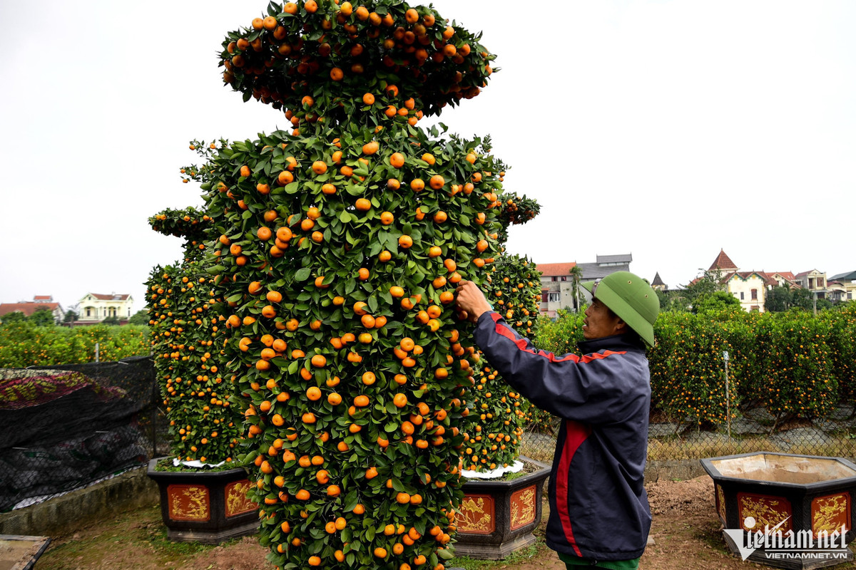 Để cho ra một cây quất thành hình lục bình anh Thạnh mất 4 năm chăm sóc và tạo hình, còn người làm công mất gần 4 ngày để gò thành một hình hoàn chỉnh.