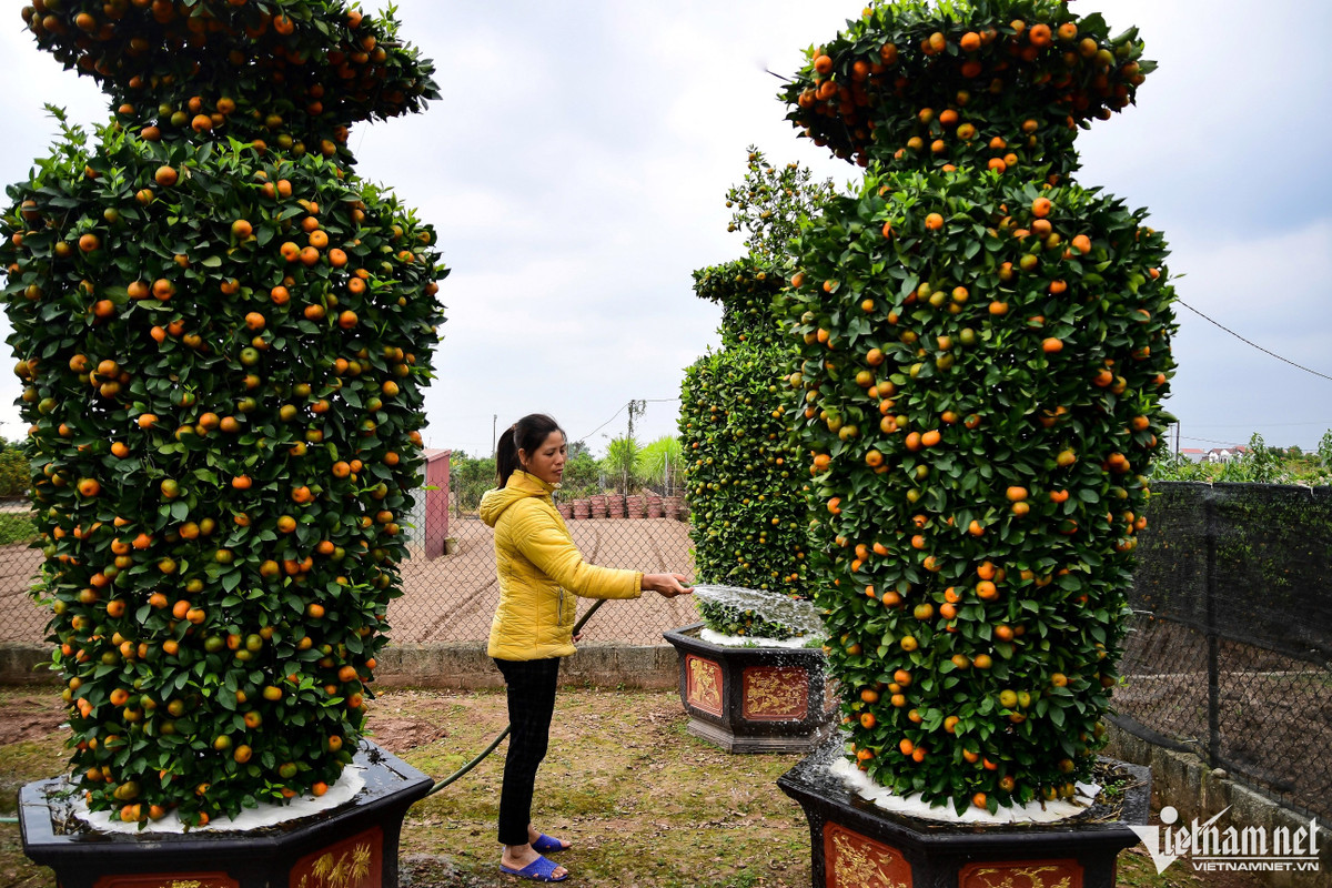 Mỗi cây quất lục bình cao trung bình khoảng 3-4,2m, đường kính 1,5m, hình dáng cân đối giống chiếc bình, có cành lộc vươn lên ở đỉnh.