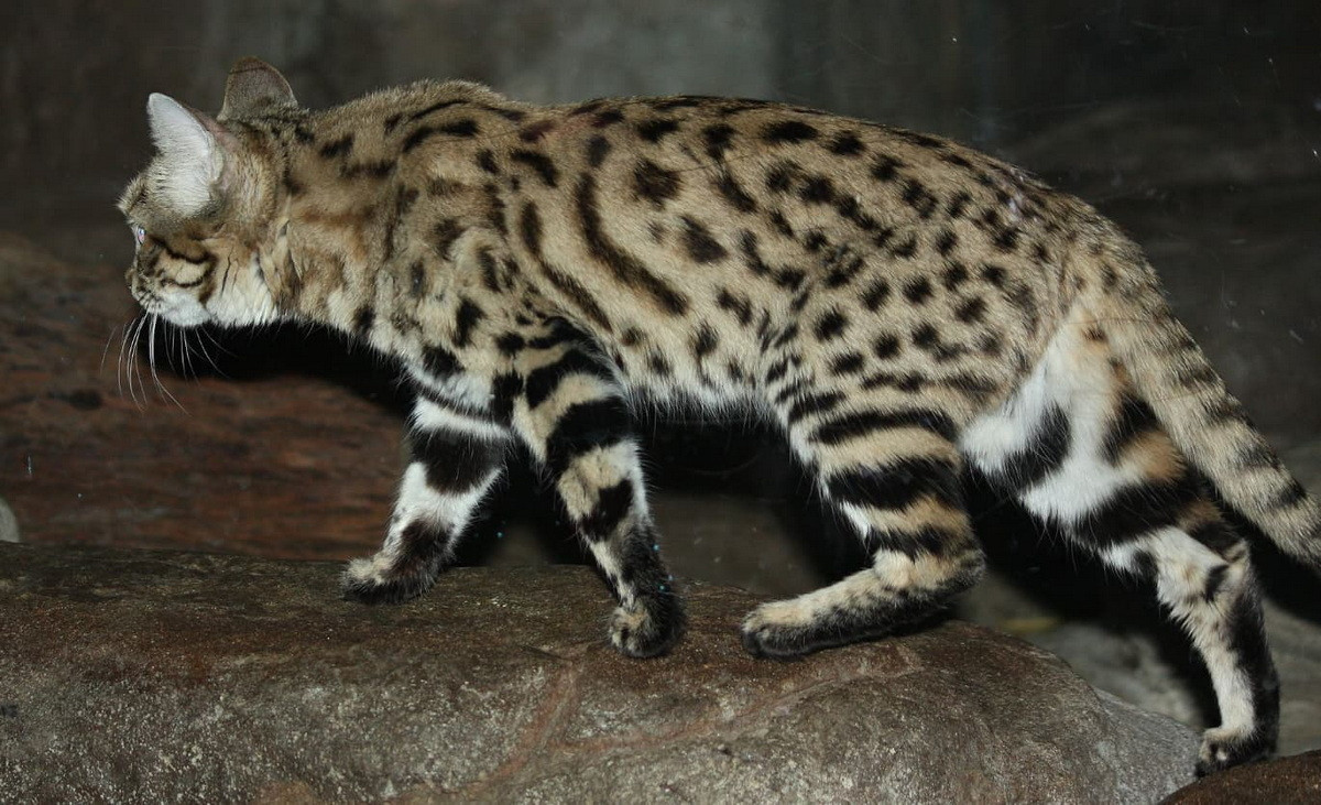 Phần dưới của chân và phần bàn chân của loài mèo này có màu đen, đó là lý do tại sao chúng mang cái tên "mèo chân đen". Ảnh: Namahari Land.