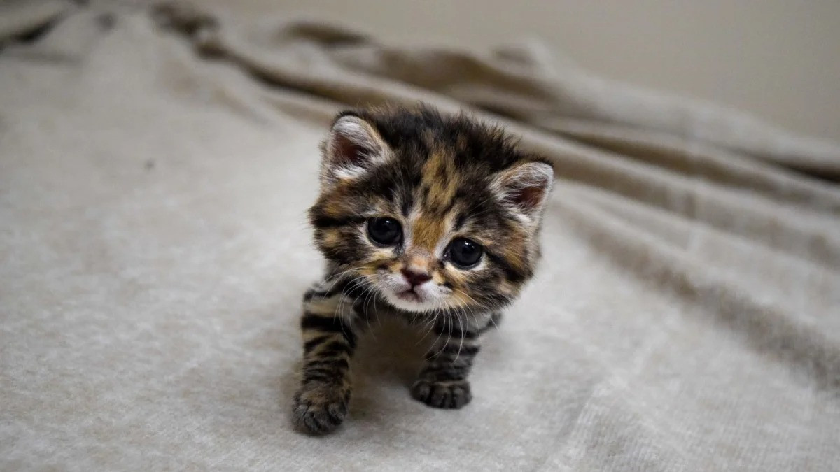 Mèo chân đen cái trưởng thành sinh dục vào khoảng 8-12 tháng tuổi. Thời gian mang thai kéo dài chừng 63 đến 68 ngày. Một lứa đẻ thường gồm hai con, nhưng có thể là một hoặc lên tới bốn con non. Ảnh: NBC Los Angeles.