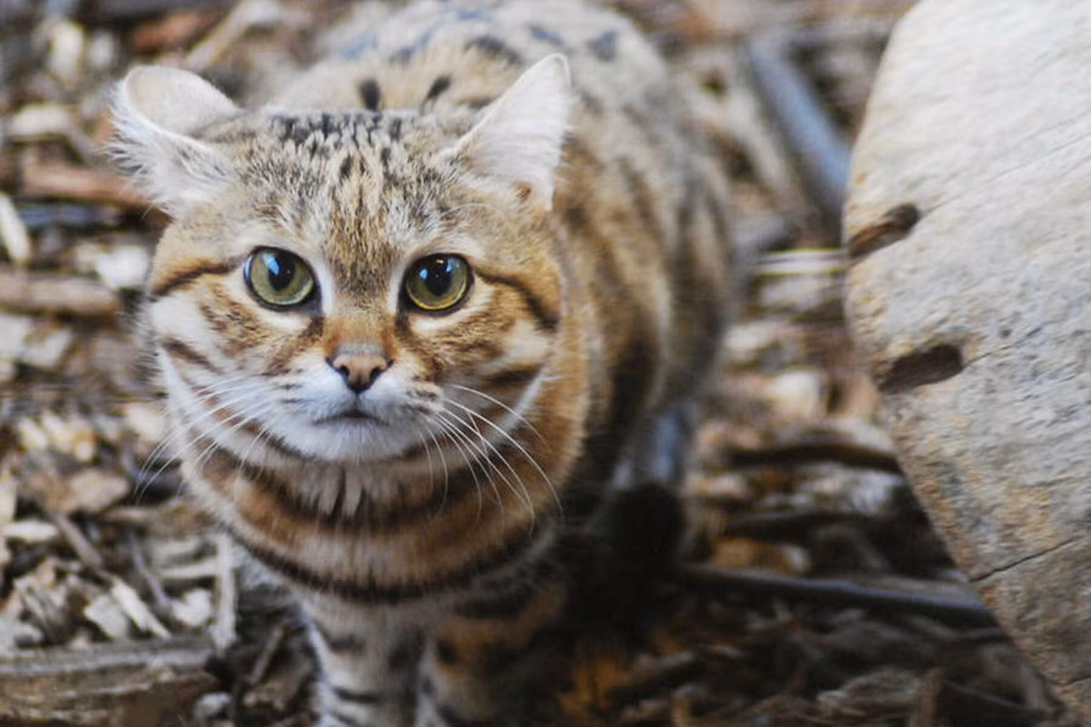 Màu sắc của bộ lông của chúng khác nhau tùy theo cá thể, từ màu nâu vàng đến ngăm ngăm đen, điểm xuyết những đốm nâu hay đen trộn lẫn với nhau thành các vòng ở chân, cổ và đuôi. Ảnh: Midland Daily News.