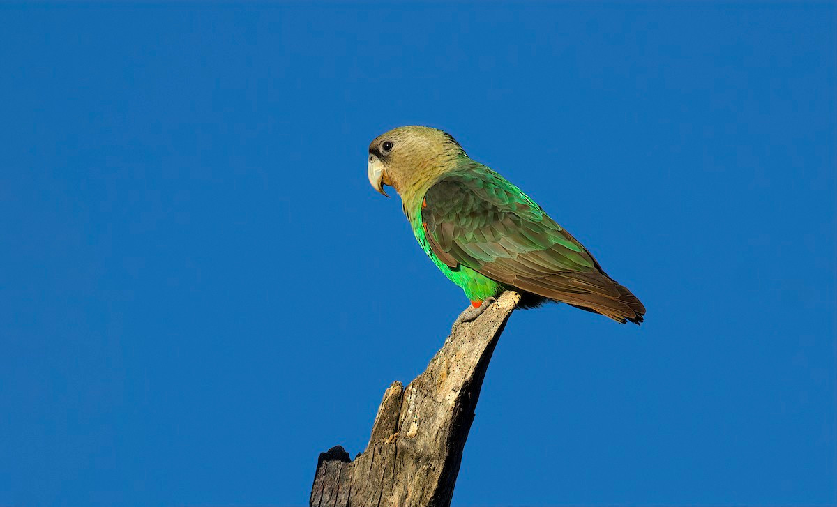 Vẹt cổ nâu (Poicephalus robustus) dài 35-37 cm, phân bố ở các khu rừng từ Gabia đến mũi Hảo Vọng ở Nam Phi. Đây là loài lớn nhất trong nhóm các loài vẹt chủ yếu có màu lục xám đến từ châu Phi.