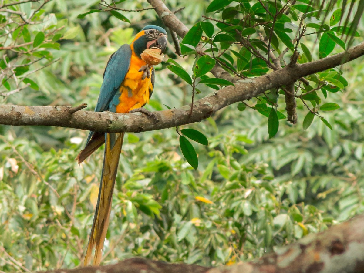 Vẹt đuôi dài vàng xanh (Ara ararauna) dài 85 cm, phân bố ở miền Bắc Nam Mỹ. Đây là một trong hai loài vẹt có màu xanh và vàng trong nhóm vẹt đuôi dài có kích thước lớn và mảng da mặt có lông thưa.