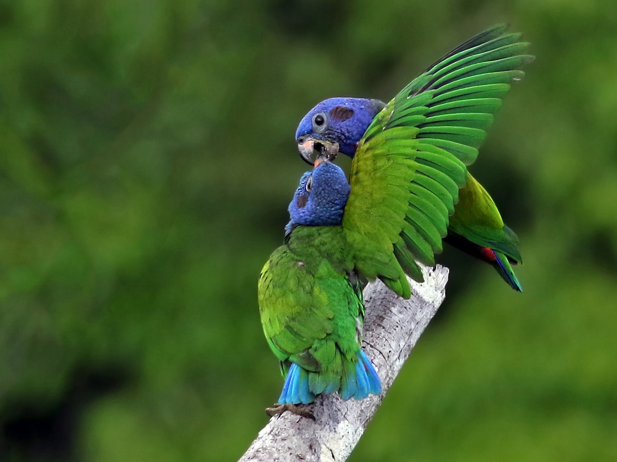 Vẹt đầu xanh (Pionus menstruus) dài 24-28 cm, phổ biến ở các cánh rừng đất thấp từ Costa Rica đến Bolivia. Chúng có mối quan hệ gần gũi với các loài vẹt thuộc chi Amazona.