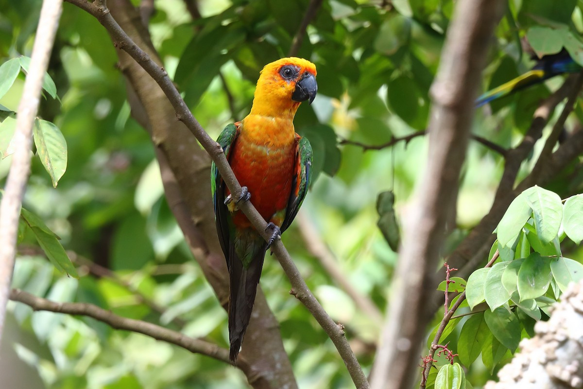 Vẹt đuôi dài đầu vàng (Aratinga jandaya) dài 30 cm, phân bố ở Đông Bắc Brazil. Thuộc một chi gồm những loài "vẹt đuôi dài mini" có màu xanh lục chiếm ưu thế, loài này khá khác biệt với những mảng rộng màu vàng.