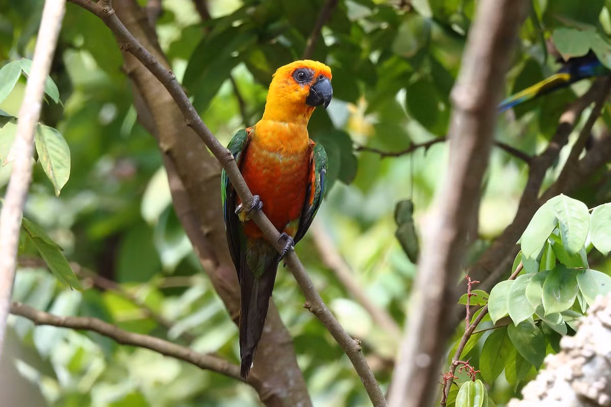 Vẹt đuôi dài đầu vàng (Aratinga jandaya) dài 30 cm, phân bố ở Đông Bắc Brazil. Thuộc một chi gồm những loài "vẹt đuôi dài mini" có màu xanh lục chiếm ưu thế, loài này khá khác biệt với những mảng rộng màu vàng.