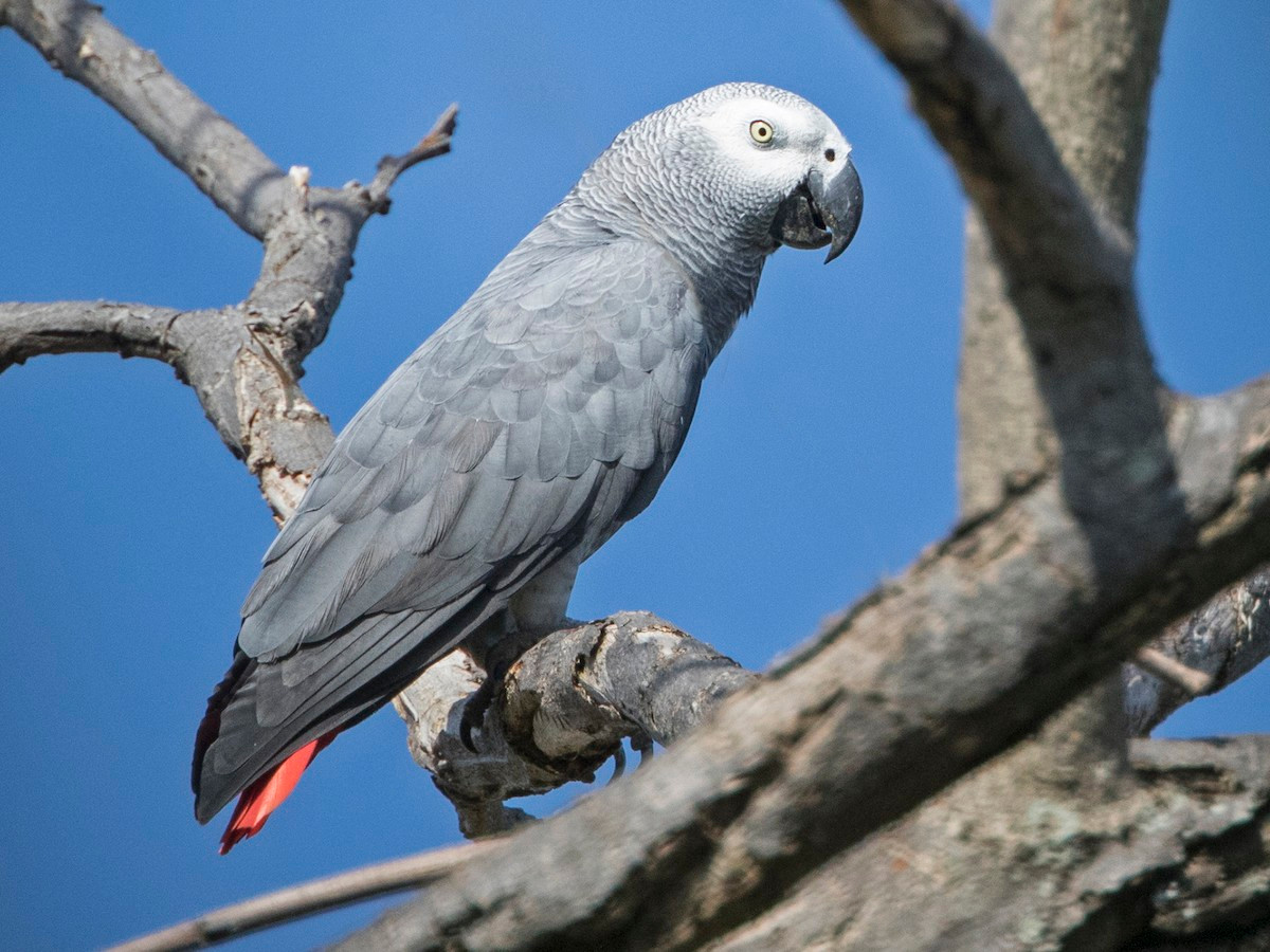 Vẹt xám (Psittacus erithacus) dài 33 cm, sống ở các khu rừng mưa châu Phi. Nổi tiếng nhờ trí thông minh và khả năng bắt chước tiếng người, loài vẹt này thường bị săn bắt để phục vụ thị trường vật nuôi.