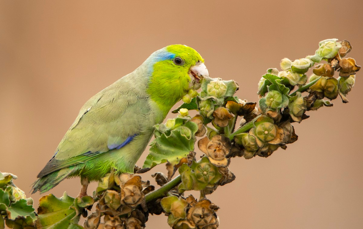 Vẹt sẻ Thái Bình Dương (Forpus coelestis) dài 12-14 cm, phân bố ở Tây Ecuador và Peru. Đây là một thành viên của một nhóm vẹt xanh châu Mỹ có kích thước rất nhỏ, chỉ nhỉnh hơn con chim sẻ một chút.