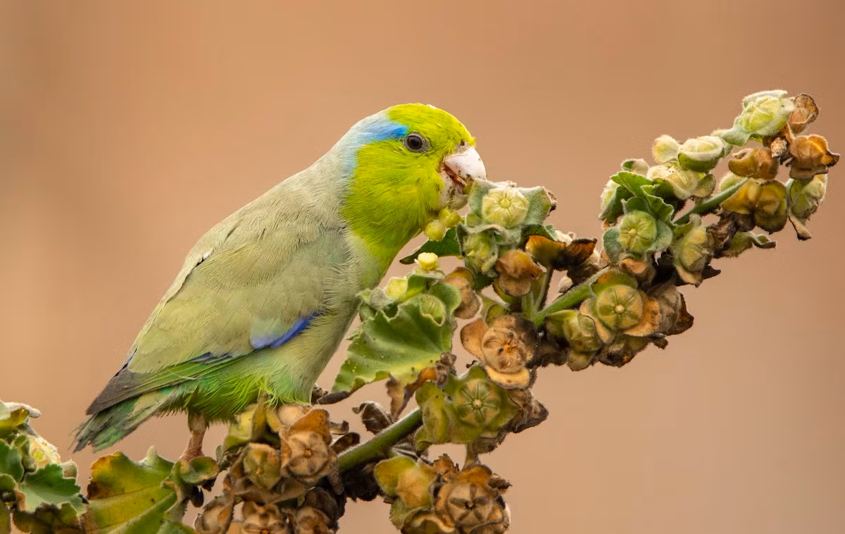 Vẹt sẻ Thái Bình Dương (Forpus coelestis) dài 12-14 cm, phân bố ở Tây Ecuador và Peru. Đây là một thành viên của một nhóm vẹt xanh châu Mỹ có kích thước rất nhỏ, chỉ nhỉnh hơn con chim sẻ một chút.