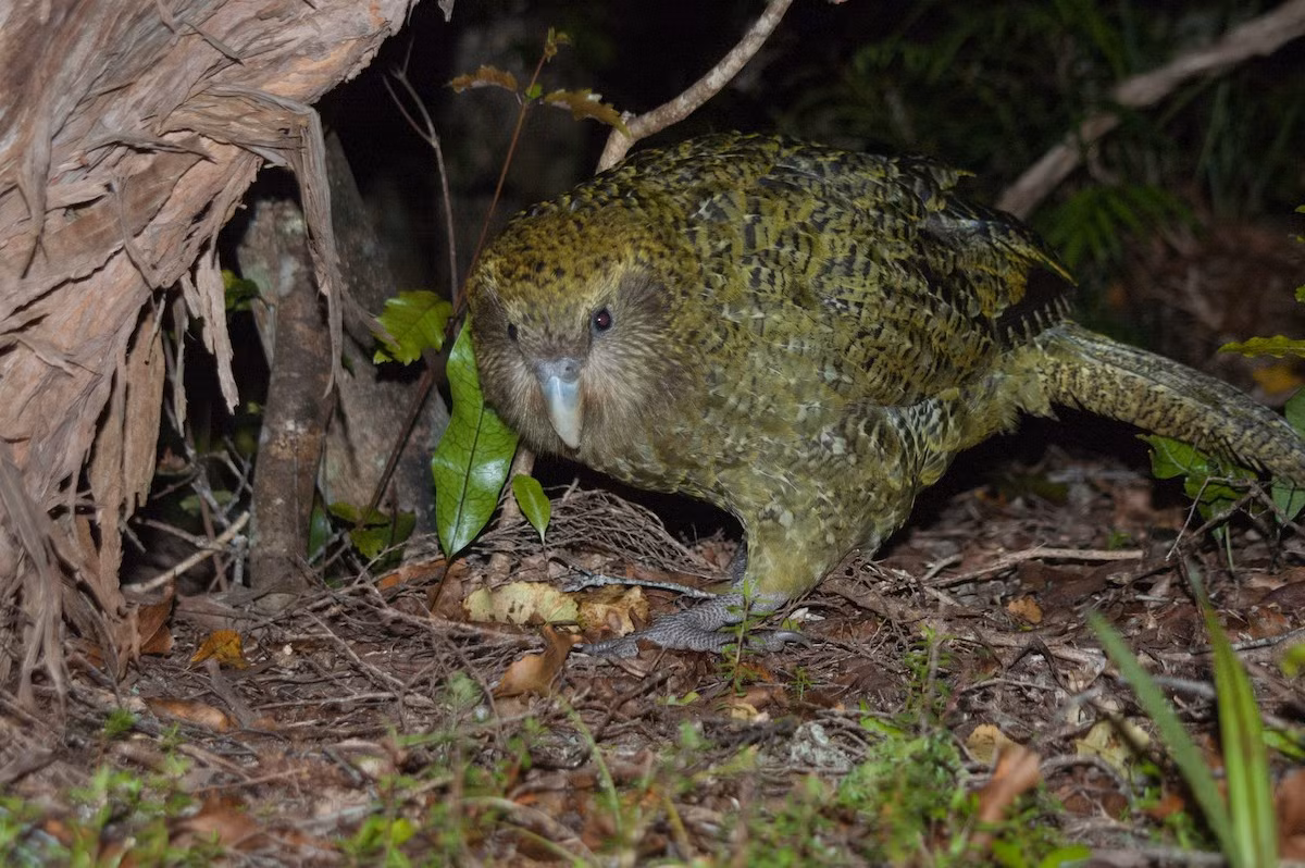 Vẹt cú (Strigops habroptila) dài 60 cm, sống ở một số đảo nhỏ ngoài khơi New Zealand. Loài vẹt duy nhất không biết bay này hoạt động ban đêm. Con trống của chúng có tiếng kêu vang để thu hút con mái.