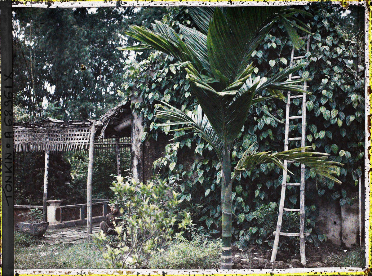 Cây cau và giàn trầu không trong vườn nhà của một gia đình ở Bắc Bộ năm 1921. Đây là hai loài cây quen thuộc gắn liền với tục ăn trầu của người Việt xưa. 