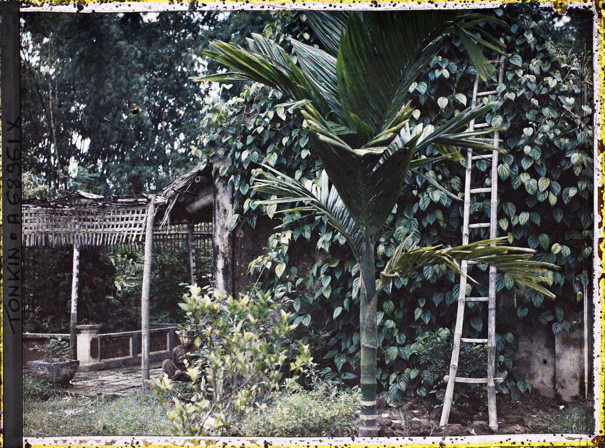 Cây cau và giàn trầu không trong vườn nhà của một gia đình ở Bắc Bộ năm 1921. Đây là hai loài cây quen thuộc gắn liền với tục ăn trầu của người Việt xưa. 